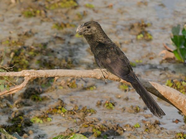 Kleine ani (Crotophaga ani)